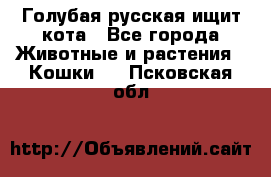 Голубая русская ищит кота - Все города Животные и растения » Кошки   . Псковская обл.